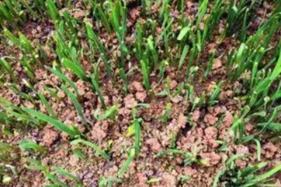 怎么种韭菜种子,种子处理前需晒种