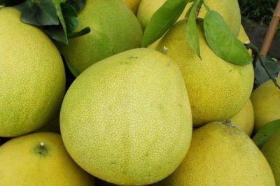 12月份上市的时令水果有哪些,这六种很常见