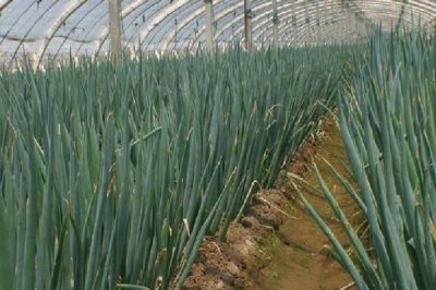 大葱葱白短的解决方法,需合理定植、及时追肥等