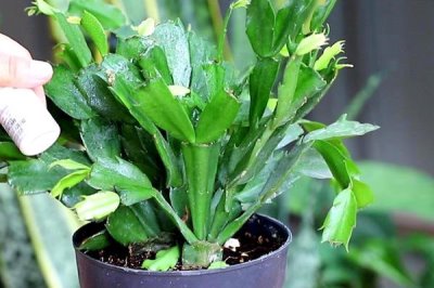 蟹爪兰的种植方式,种植之前要提前配制适宜的基质