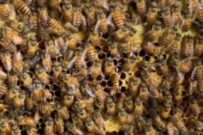 如何防治中蜂爬蜂病,需根据具体病害选择药物