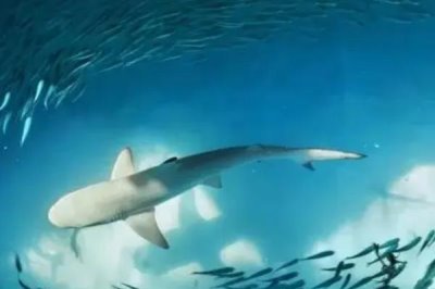 鲨鱼会不会游到浅水区,对海水气味敏感不会到浅水区