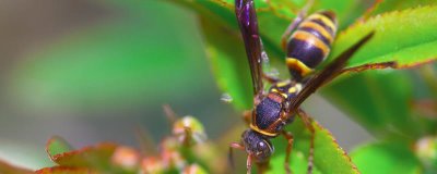 马蜂在窗户角筑巢怎么办,威胁到人身安全时则要立即处理掉