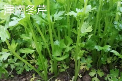 芹菜的品种,不同品种的亩产量不一