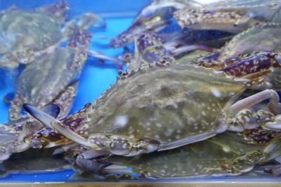 青蟹保存方法,可水养或冷藏