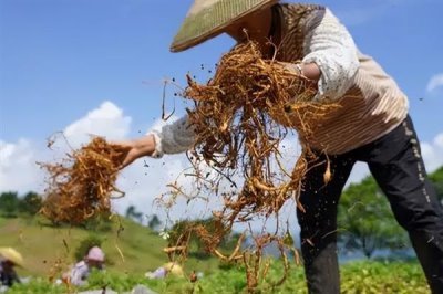 白术苗前除草剂的的选择,氟乐灵乳油和草胺乳油适合播种前除草