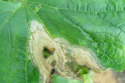 黄瓜生理病害有哪些，易造成节间长、易倒伏等