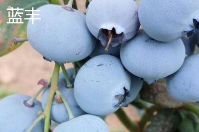 奥尼尔蓝莓的外观特点,颜色暗蓝、果粉较少、肉质较硬