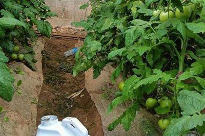 高磷型高钾型平衡型水溶肥的区别，使用时期和起到的效果不同