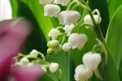 怎样栽培铃兰花，根据花盆大小确定栽培的株数