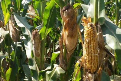 秋田168玉米种简介，中抗禾谷镰孢穗腐病