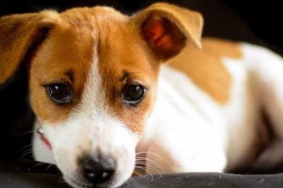 狗狗倒吸气是怎么回事,可能是异物刺激或者气味刺激导致的