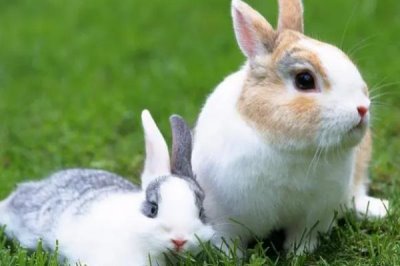 兔子密螺旋体病病因,病原体为兔密螺旋体