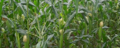 孰美玉糯1号玉米品种的特性，该品种品质评分86.5分