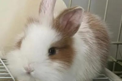 宠物兔的价格,不同的品种其价格有所差异