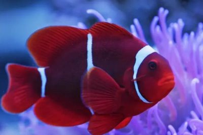 我国有多少种鱼类,共有3000多种