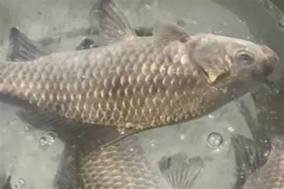 鲫鱼的食物,蚯蚓、螺肉、馒头、蛋黄等食物均可饲喂