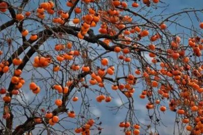 柿子几月份成熟，大多数品种在9-10月份成熟