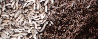 黑水虻的养殖技术,选在有大量禽畜粪便和生活垃圾的地方建立养殖场