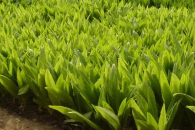 春种油麦菜注意事项,露地栽培可在五月中旬播种