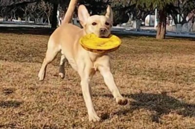 让狗狗学会飞盘训练方法,先培训狗狗对飞盘的兴趣