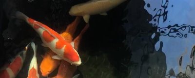 锦鲤会睡觉吗,与人一样会睡觉