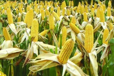 甜玉米一年能种多少次,通常可种植1-2次