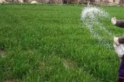 小麦后期喷什么微肥能增产增重,可以喷锌肥、硼肥、铁肥等