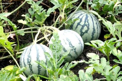 中国哪里产出的西瓜味道比较好，山东、新疆、宁夏等地方产出的西瓜口感较佳