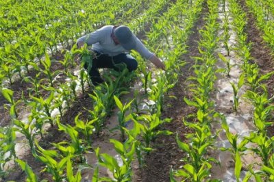 浙甜20玉米种简介，每亩用有机肥1000千克