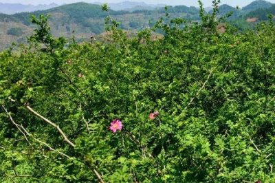 刺梨种植技术,繁殖方式有种子繁殖和扦插繁殖
