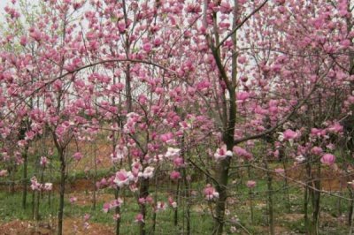 紫玉兰的花期,一般是在3-4月