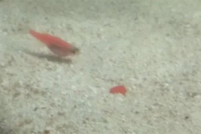 红斑马鱼褪色的原因，未投喂增色饲料、缺少光照、生病均会引起