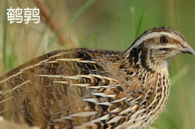 鹌鹑与芦丁鸡的区别,科属、体型、颜色和习性均不同