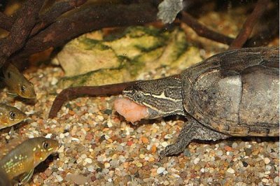 麝香龟要加温吗,养殖麝香龟要在冬季加温