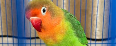 判断鹦鹉身上有虫的方式，常表现为羽毛杂乱且精神紧张