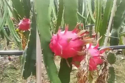 火龙果的产地,主要生产地区在越南、泰国等地