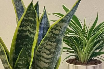 虎尾兰的养殖方法，不适合长期放在阴凉处进行养殖