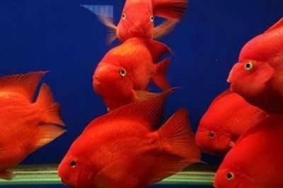 热带观赏鱼的适宜水温，一般可保持在20-32℃