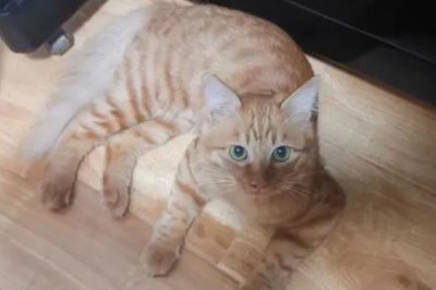 对猫毛过敏的人能不能养猫,可以养猫但要注意勤清理