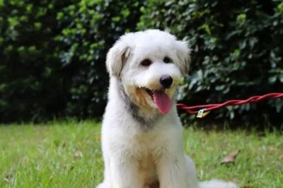 古牧掉毛的原因,可能是季节性掉毛或患皮肤病等