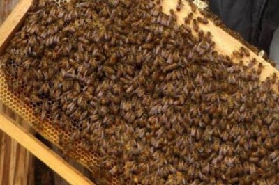 蜜蜂分蜂后还有几个王台怎么办,根据群势采取不同措施