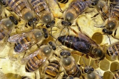 怎么防止蜂王逃跑，每群只有一只蜂王