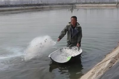 90敌百杀虫剂的鱼塘用量,鱼塘用量为0.2-0.5ppm