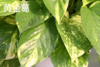 绿萝的品种,包括银星绿萝、霓虹绿萝、斑叶绿萝等种类