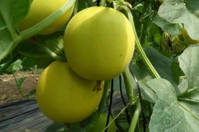 大棚甜瓜坐果后怎么管理,需做好昼夜温差控制、追肥留果等工作