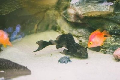 养鱼如何按先后顺序使用老三样，换水、升温后再下盐