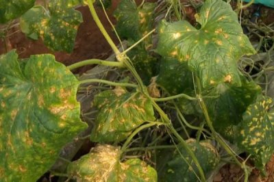 黄瓜叶子发黄的原因及防治方法，浇水过多或者施肥过度均会导致