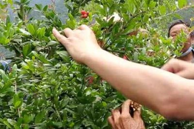 石榴为什么要整形修剪,是为了让石榴花多、果多、造形美