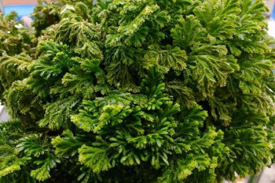 什么是卷柏,属于卷柏科复苏植物